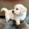 Image of Cash, a Golden Retriever puppy