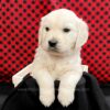 Image of Caspian, a Golden Retriever puppy