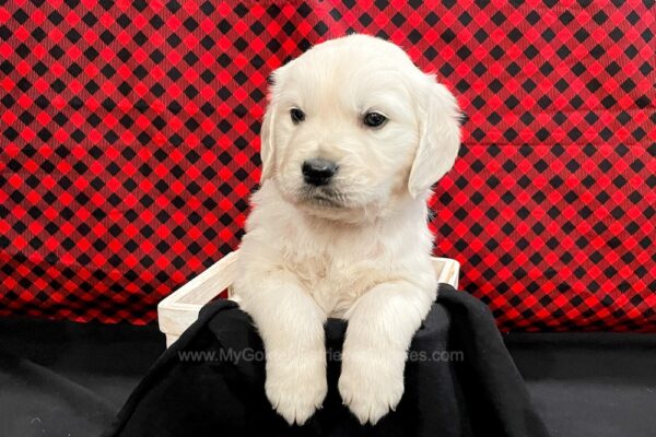 Image of Caspian, a Golden Retriever puppy