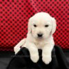 Image of Caspian, a Golden Retriever puppy