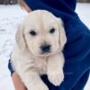 Image of Caspian, a Golden Retriever puppy