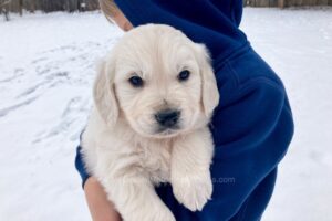 Image of Caspian, a Golden Retriever puppy