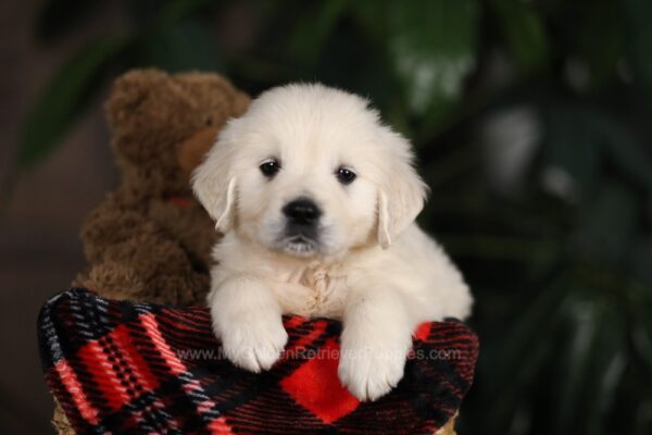 Image of Chloe, a Golden Retriever puppy