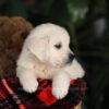 Image of Chloe, a Golden Retriever puppy