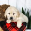 Image of Clyde, a Golden Retriever puppy