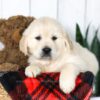 Image of Clyde, a Golden Retriever puppy