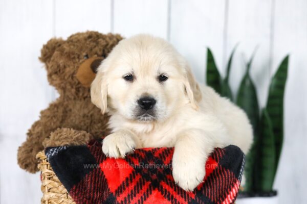 Image of Clyde, a Golden Retriever puppy