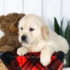 Image of Clyde, a Golden Retriever puppy