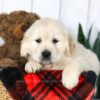 Image of Clyde, a Golden Retriever puppy