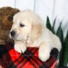 Image of Clyde, a Golden Retriever puppy