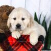 Image of Clyde, a Golden Retriever puppy