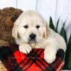 Image of Clyde, a Golden Retriever puppy