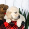 Image of Clyde, a Golden Retriever puppy