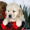 Image of Coleen, a Golden Retriever puppy