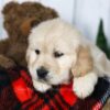 Image of Coleen, a Golden Retriever puppy