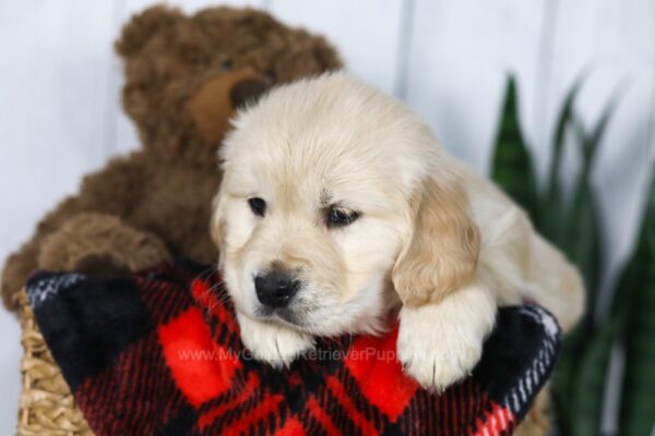 Image of Coleen, a Golden Retriever puppy