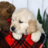 Image of Coleen, a Golden Retriever puppy