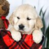 Image of Coleen, a Golden Retriever puppy