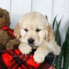 Image of Coleen, a Golden Retriever puppy