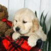 Image of Coleen, a Golden Retriever puppy