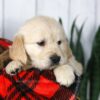 Image of Coleen, a Golden Retriever puppy