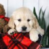 Image of Coleen, a Golden Retriever puppy