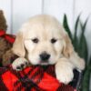 Image of Coleen, a Golden Retriever puppy