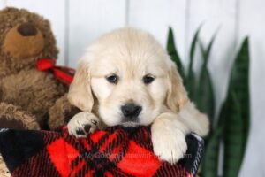 Image of Coleen, a Golden Retriever puppy