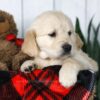 Image of Coleen, a Golden Retriever puppy