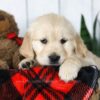 Image of Coleen, a Golden Retriever puppy