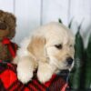 Image of Conner, a Golden Retriever puppy