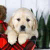 Image of Conner, a Golden Retriever puppy