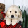 Image of Conner, a Golden Retriever puppy