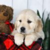 Image of Conner, a Golden Retriever puppy