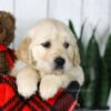 Image of Conner, a Golden Retriever puppy