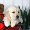 Image of Conner, a Golden Retriever puppy