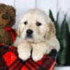 Image of Conner, a Golden Retriever puppy