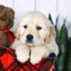 Image of Conner, a Golden Retriever puppy