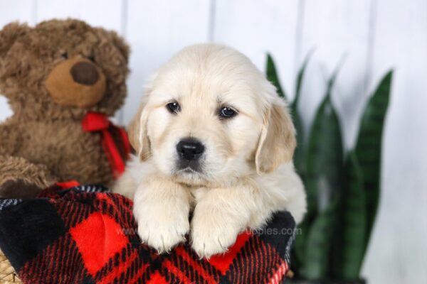 Image of Conner, a Golden Retriever puppy