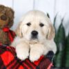 Image of Conner, a Golden Retriever puppy