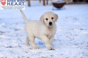 Image of Cooper, a Golden Retriever puppy