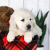 Image of Cooper, a Golden Retriever puppy