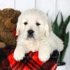 Image of Cooper, a Golden Retriever puppy