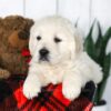 Image of Cooper, a Golden Retriever puppy