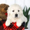 Image of Cooper, a Golden Retriever puppy