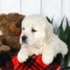 Image of Cooper, a Golden Retriever puppy