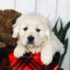 Image of Cooper, a Golden Retriever puppy