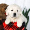 Image of Cooper, a Golden Retriever puppy