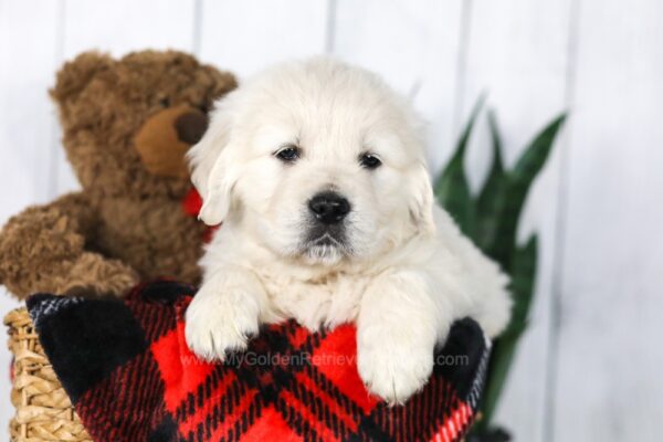 Image of Cooper, a Golden Retriever puppy