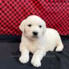 Image of Courtney, a Golden Retriever puppy